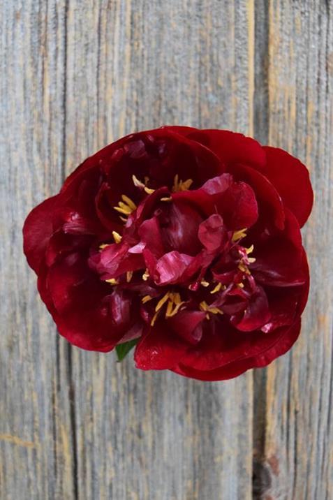 BUCKEYE BELL  BURGUNDY PEONIES